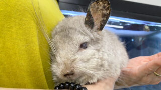 チンチラ様ご確認です。 ザ・チンチラ: テンジクネズミの仲間の生態と飼い方 (ペット