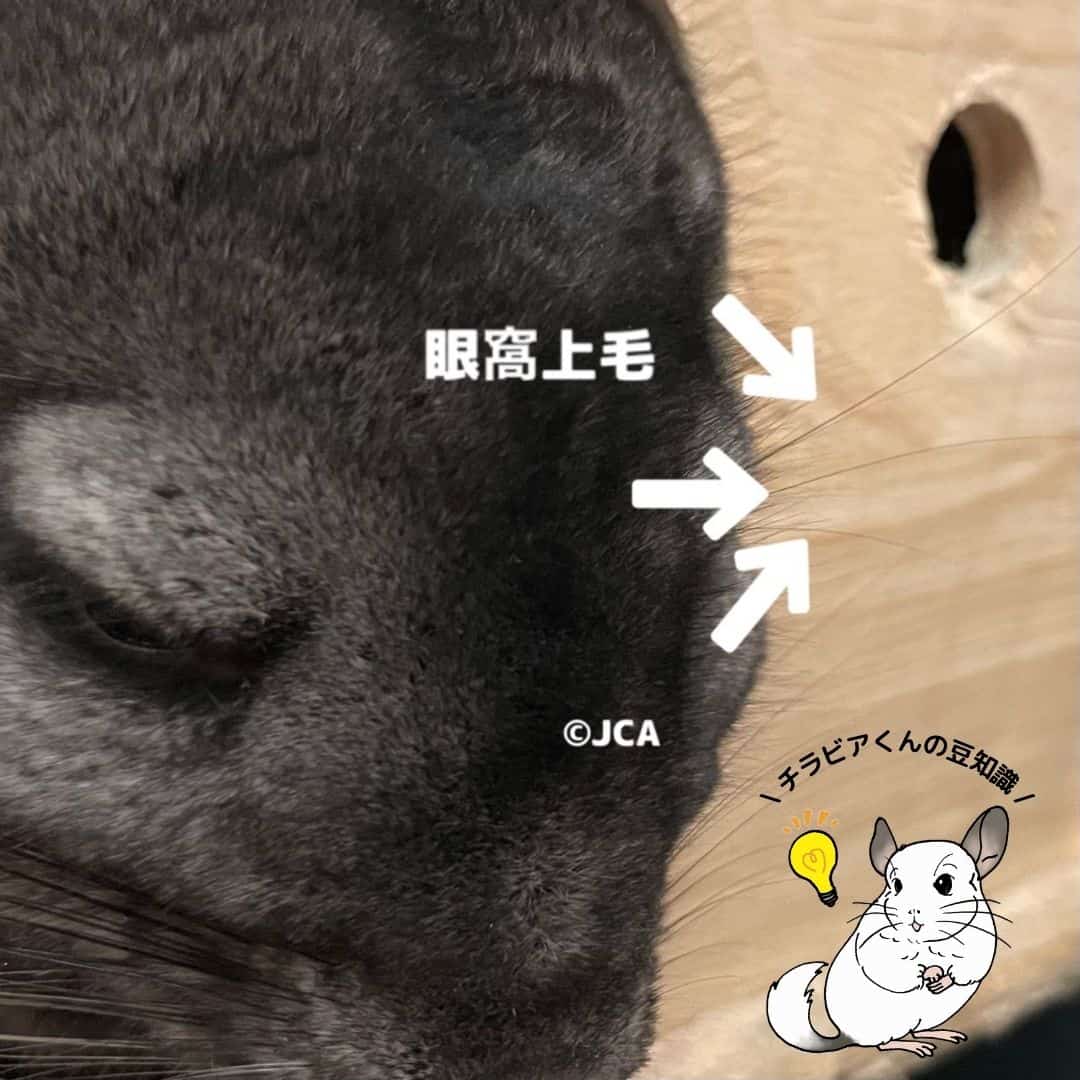 チンチラのおヒゲ | チラビアくんの豆知識 Vol.9 | 一般社団法人 日本 