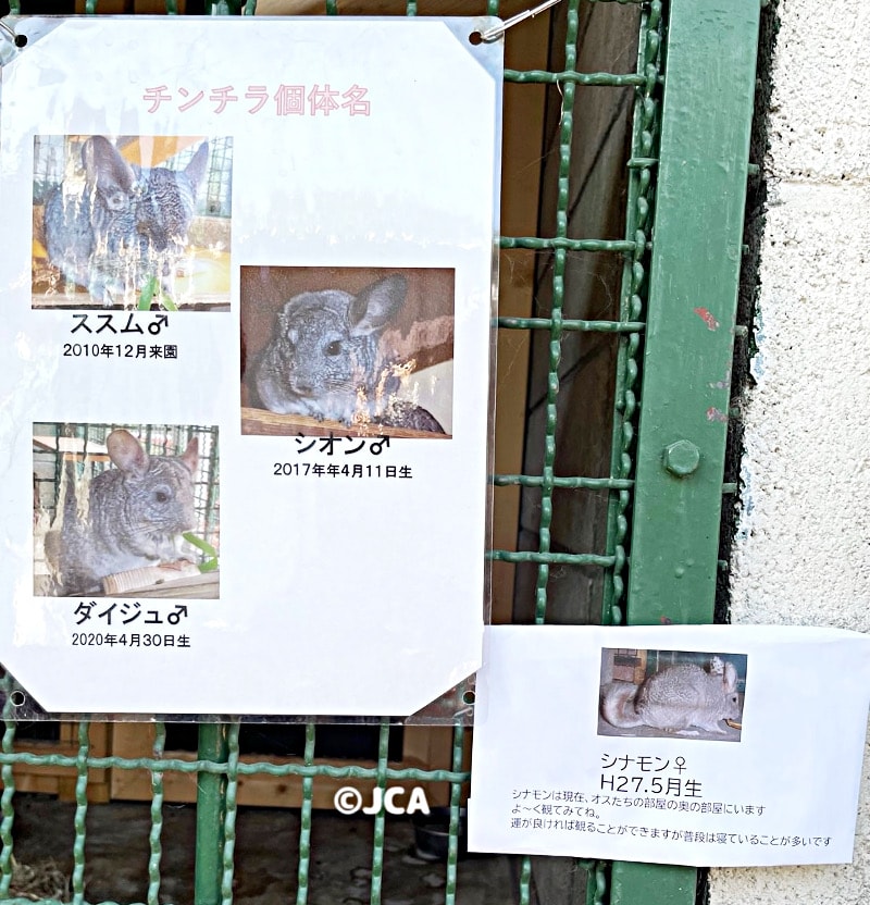 動物園に20歳のチンチラさん！？ | 一般社団法人 日本チンチラ協会