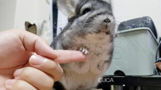 ちぃ様　チンチラちゃん専用のページ vol35_01-320x180.jpg