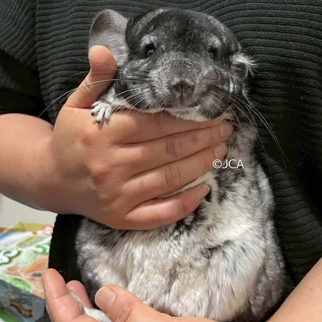 よもぎ