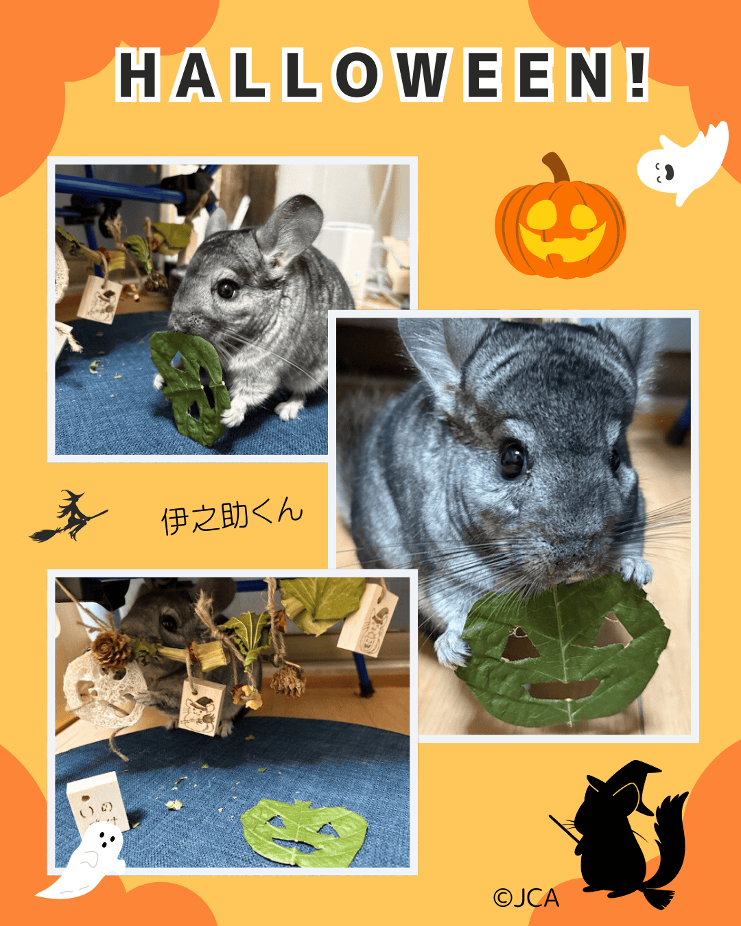ハロウィン-伊之助くん