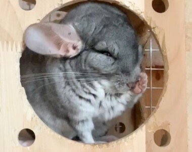 てやんでぃ