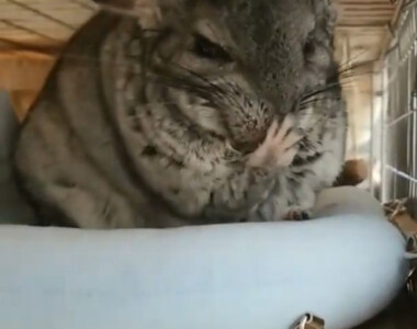てやんでぃ