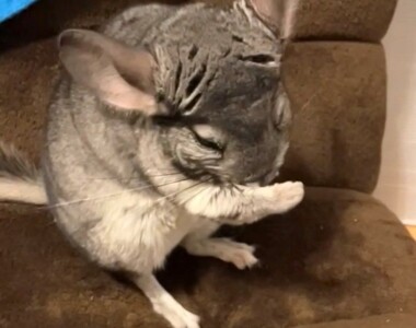 てやんでぃ
