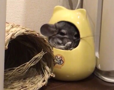 てやんでぃ