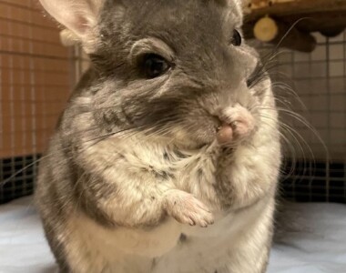 てやんでぃ