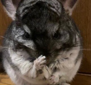 てやんでぃ