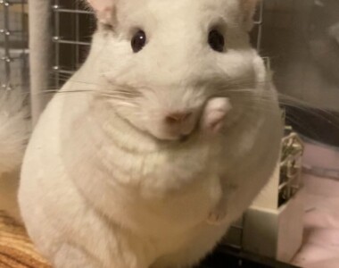 てやんでぃ