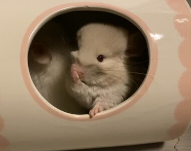 てやんでぃ