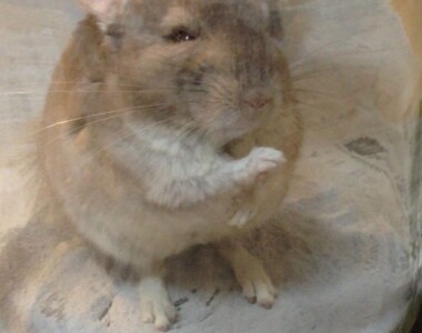 てやんでぃ