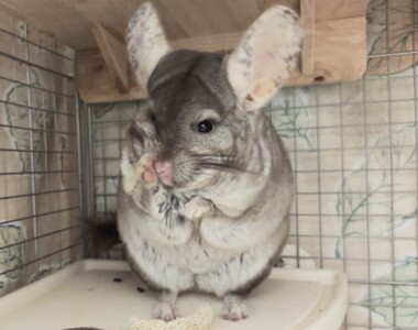 てやんでぃ